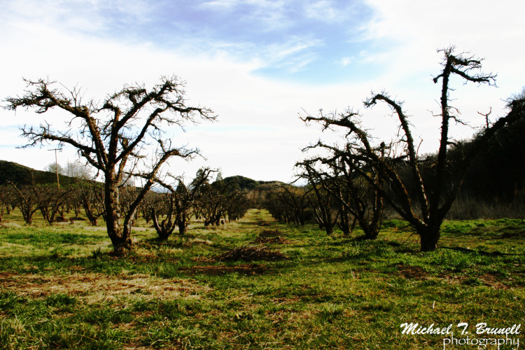 bareappleorchards_lowres