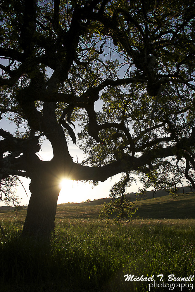 treesunset_lowres